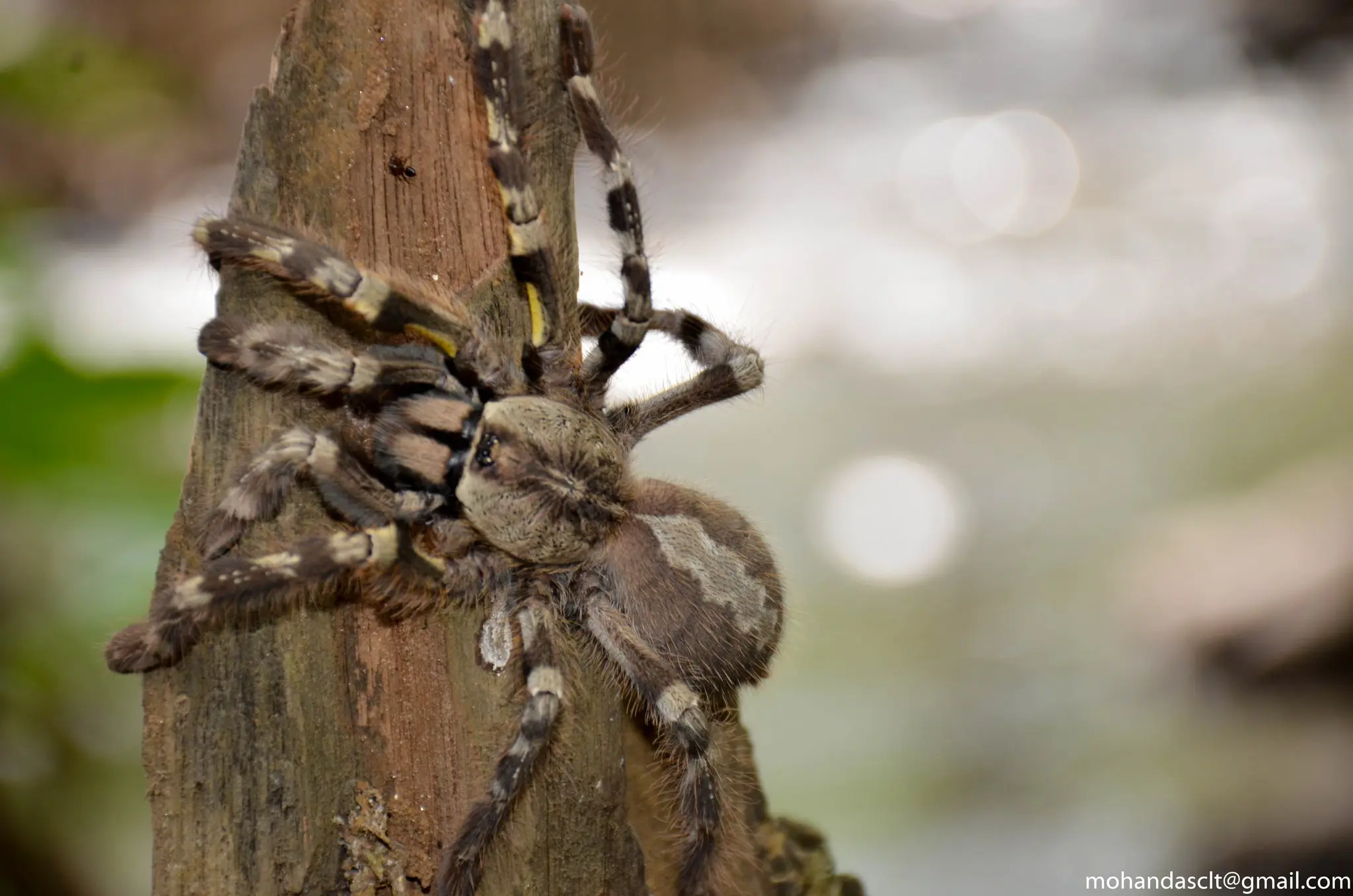 Yellow-thighed spider